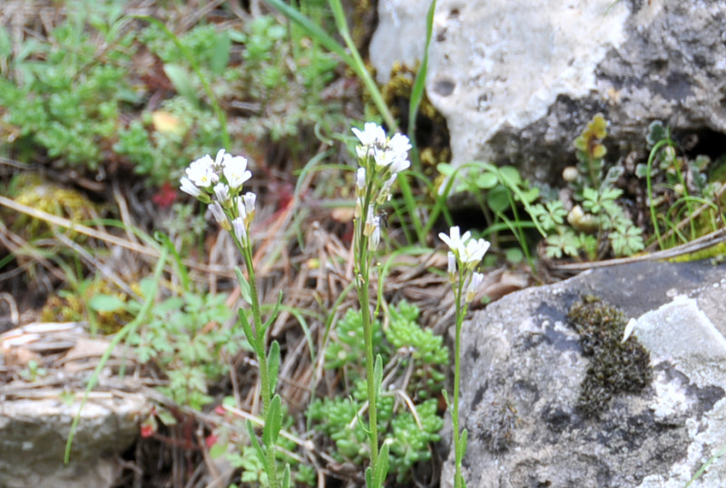 Fiore bianco Ogliastra - Arabis hirsuta